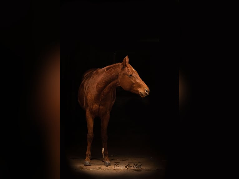 American Quarter Horse Stallone 2 Anni 148 cm Sauro scuro in Illingen