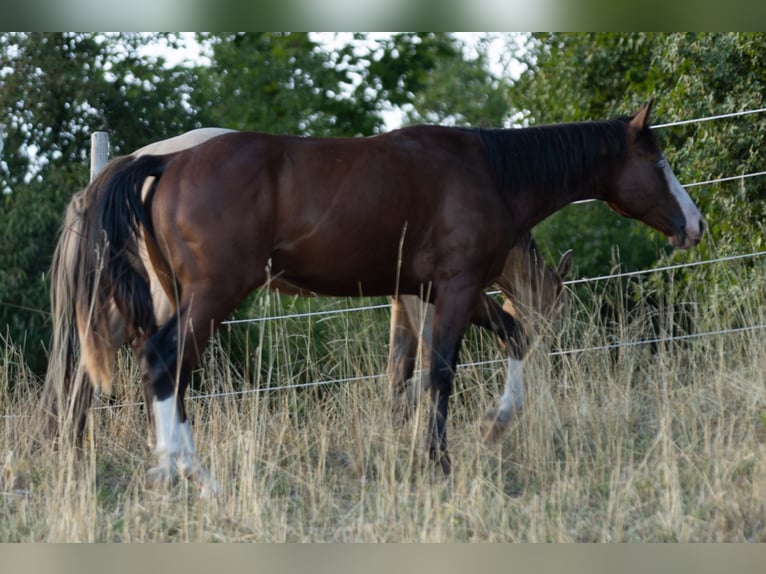 American Quarter Horse Stallone 2 Anni 150 cm Baio in Waldshut-Tiengen