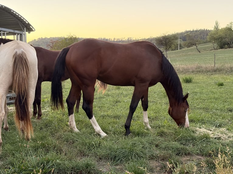 American Quarter Horse Stallone 2 Anni 150 cm Baio in Waldshut-Tiengen