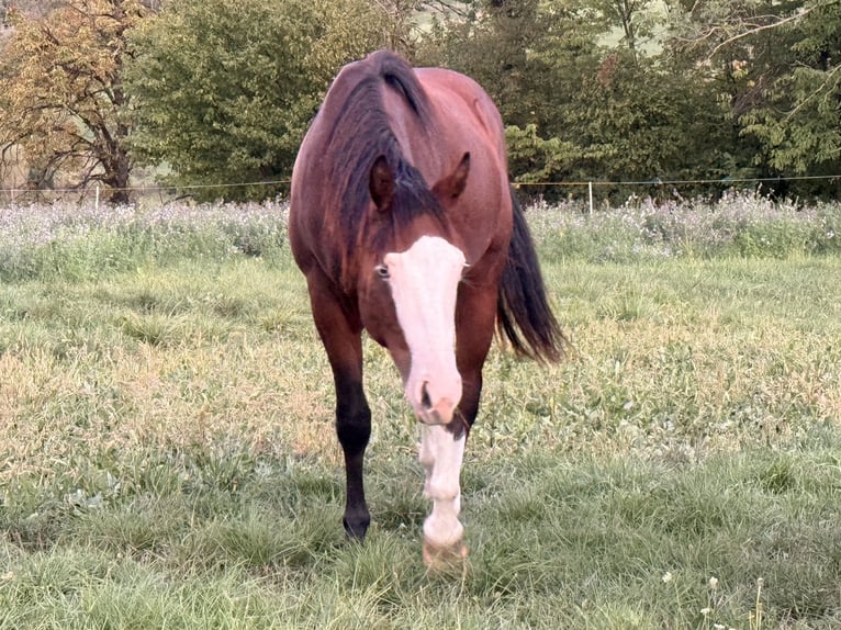 American Quarter Horse Stallone 2 Anni 150 cm Baio in Waldshut-Tiengen