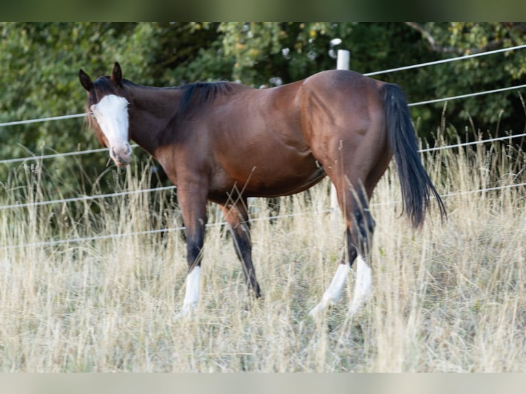 American Quarter Horse Stallone 2 Anni 150 cm Baio in Waldshut-Tiengen