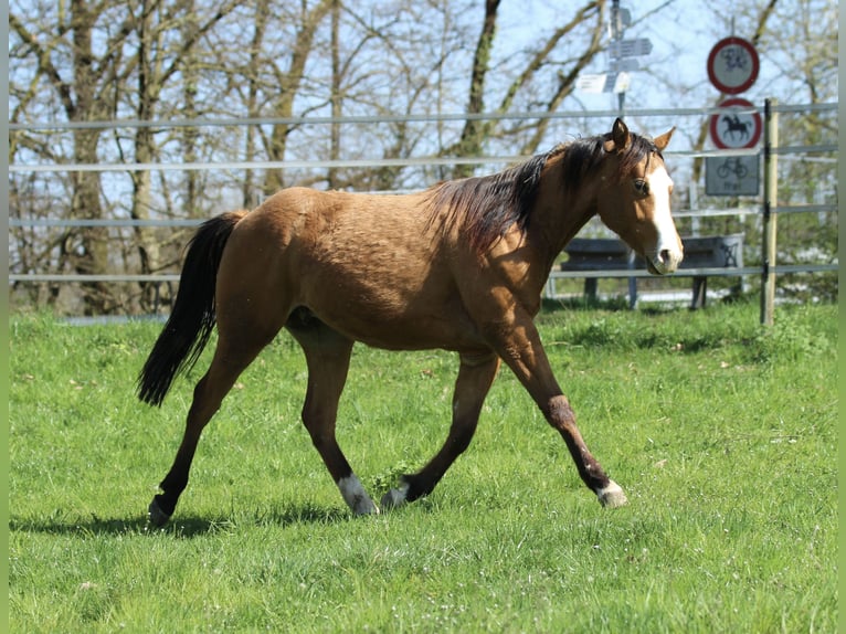 American Quarter Horse Stallone 2 Anni 150 cm Baio in Waldshut-Tiengen