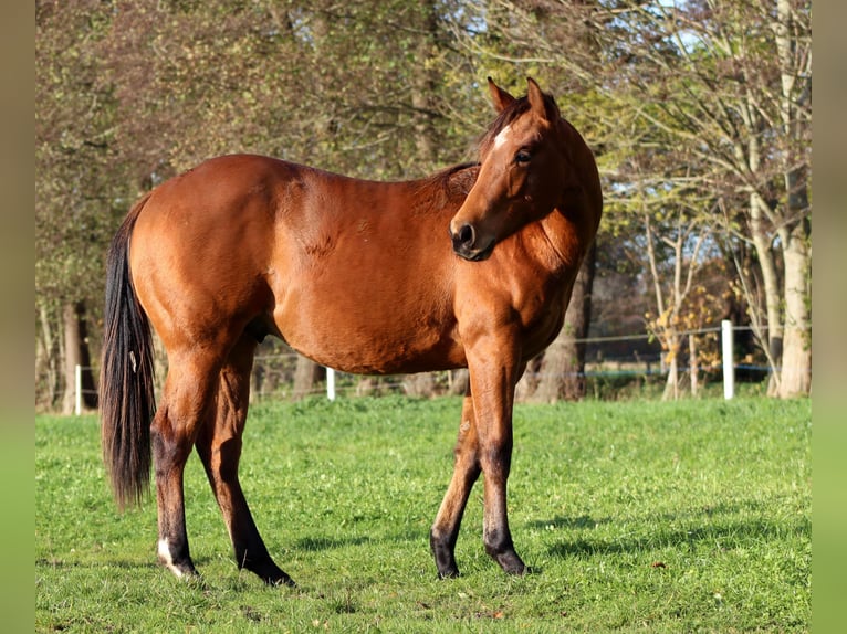 American Quarter Horse Stallone 2 Anni 150 cm Baio in Stade
