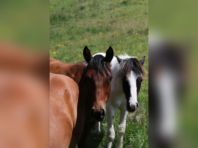 American Quarter Horse Stallone 2 Anni 150 cm Baio scuro in Steinen