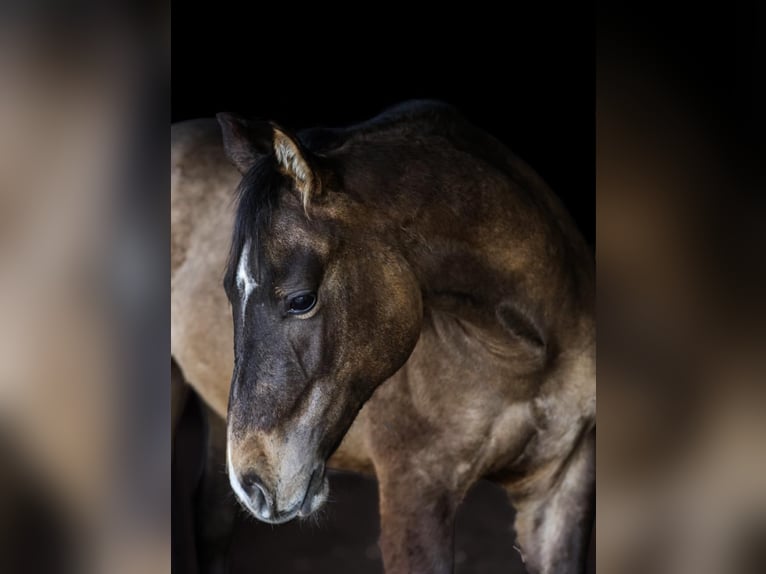American Quarter Horse Stallone 2 Anni 150 cm  in Berschweiler