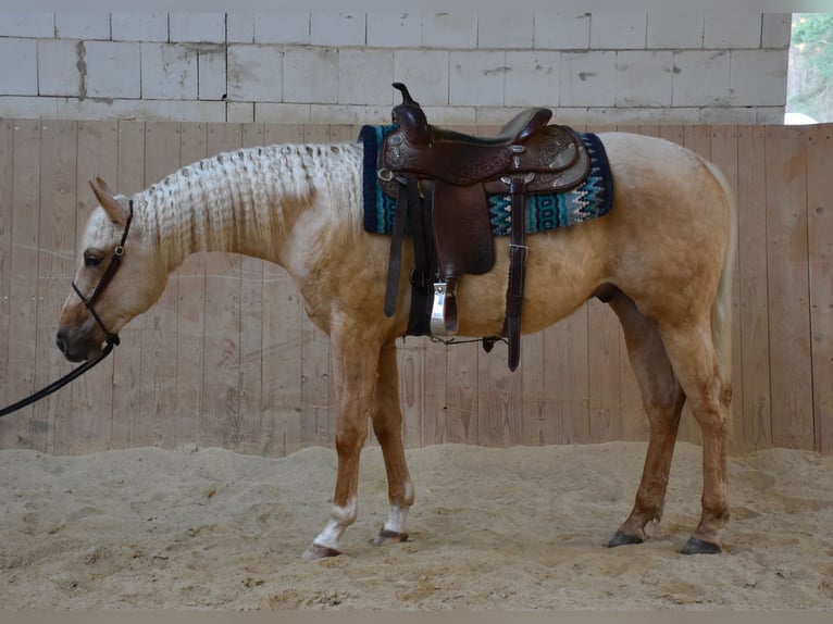 American Quarter Horse Stallone 2 Anni 150 cm Palomino in Speinshart