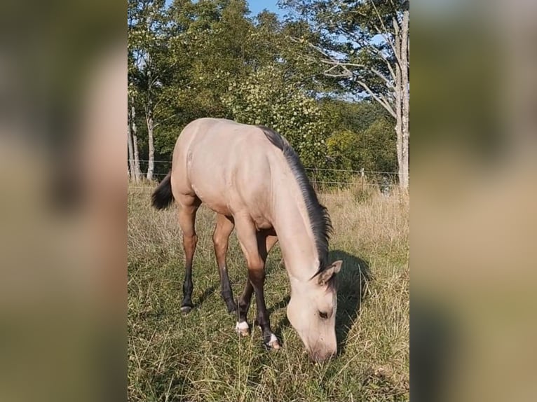 American Quarter Horse Stallone 2 Anni 150 cm Pelle di daino in Izsák