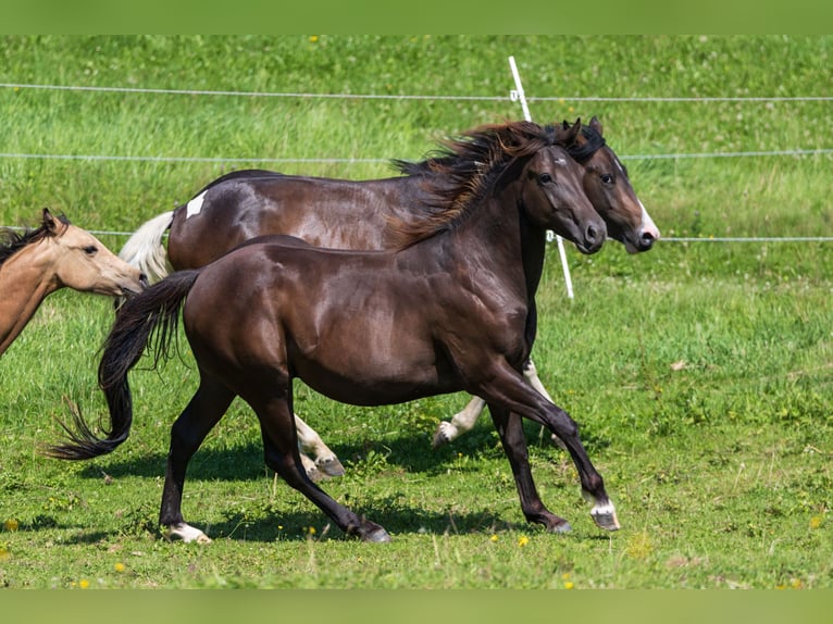 American Quarter Horse Stallone 2 Anni 150 cm Pelle di daino in Dietenheim