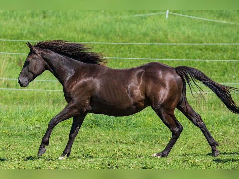 American Quarter Horse Stallone 2 Anni 150 cm Pelle di daino in Dietenheim