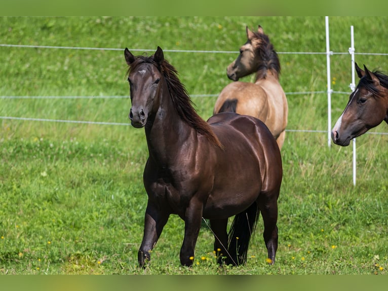American Quarter Horse Stallone 2 Anni 150 cm Pelle di daino in Dietenheim