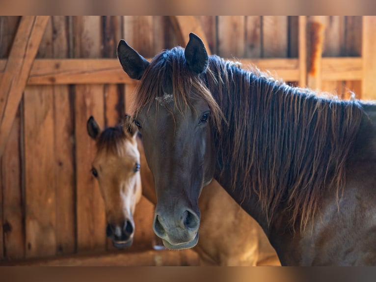 American Quarter Horse Stallone 2 Anni 150 cm Pelle di daino in Dietenheim