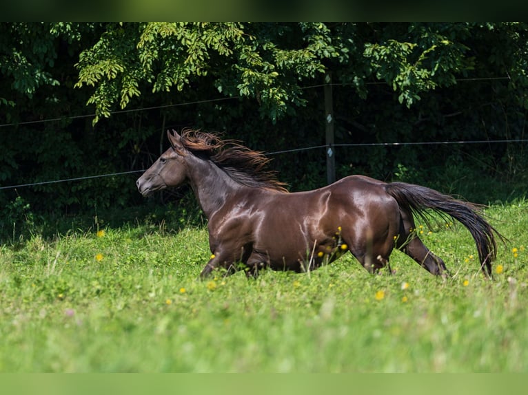 American Quarter Horse Stallone 2 Anni 150 cm Pelle di daino in Dietenheim