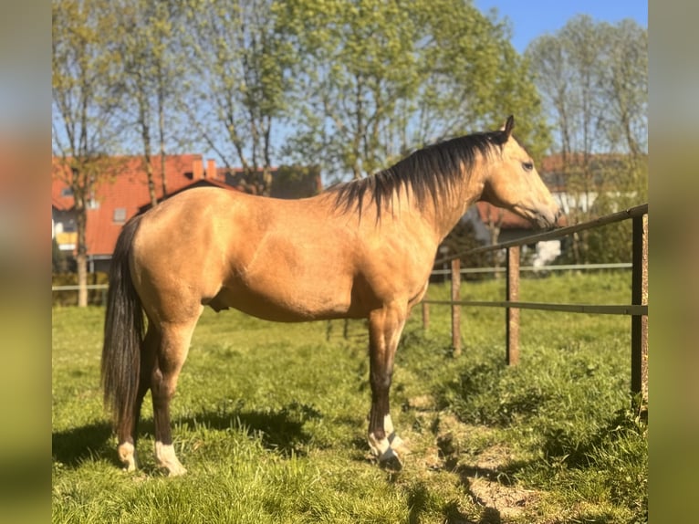 American Quarter Horse Stallone 2 Anni 150 cm Pelle di daino in Soest