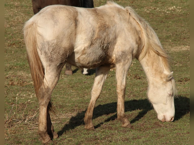 American Quarter Horse Stallone 2 Anni 150 cm Perlino in Morschen