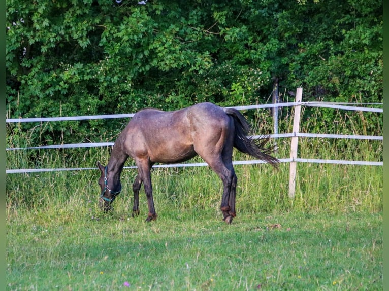 American Quarter Horse Stallone 2 Anni 150 cm Roano blu in Breitenbach