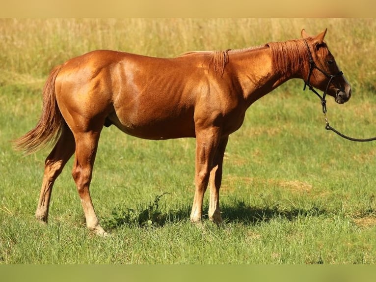 American Quarter Horse Stallone 2 Anni 150 cm Sauro in Berschweiler