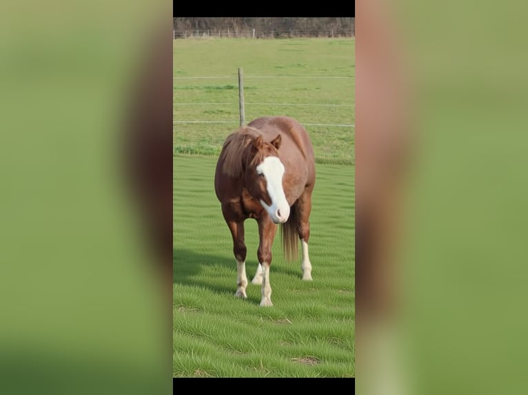 American Quarter Horse Stallone 2 Anni 150 cm Sauro in Fleischwangen