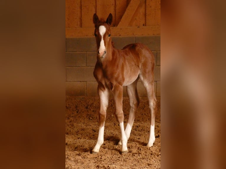 American Quarter Horse Stallone 2 Anni 150 cm Sauro in Bad Kohlgrub