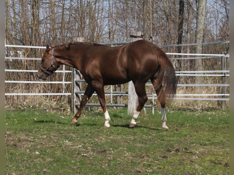 American Quarter Horse Stallone 2 Anni 150 cm Sauro scuro in Pöttsching