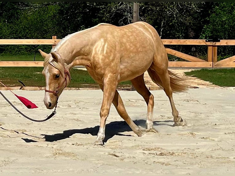 American Quarter Horse Stallone 2 Anni 151 cm Palomino in Capdrot