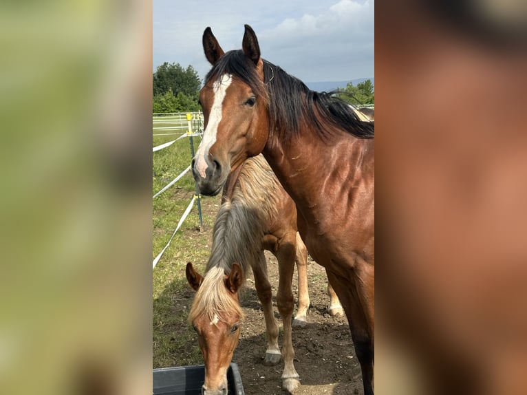 American Quarter Horse Stallone 2 Anni 152 cm Baio in Duingen