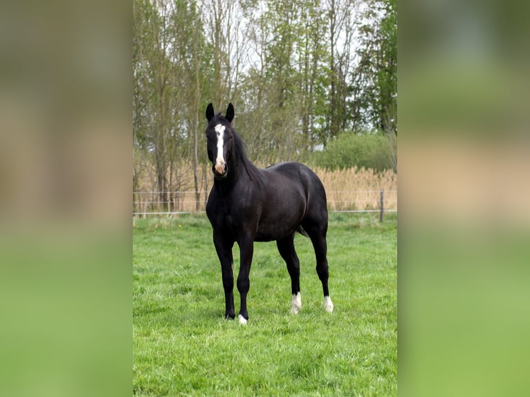 American Quarter Horse Stallone 2 Anni 152 cm Morello in Celle