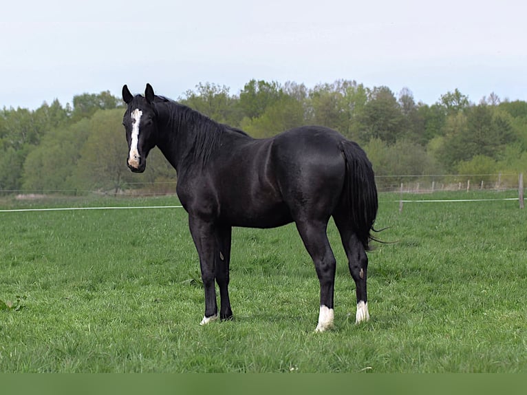 American Quarter Horse Stallone 2 Anni 152 cm Morello in Celle