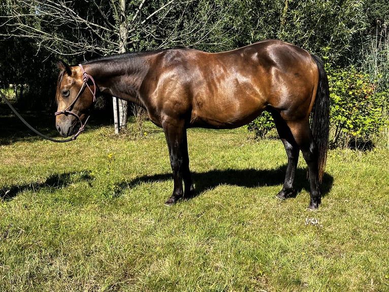 American Quarter Horse Stallone 2 Anni 152 cm Pelle di daino in Leuvenheim