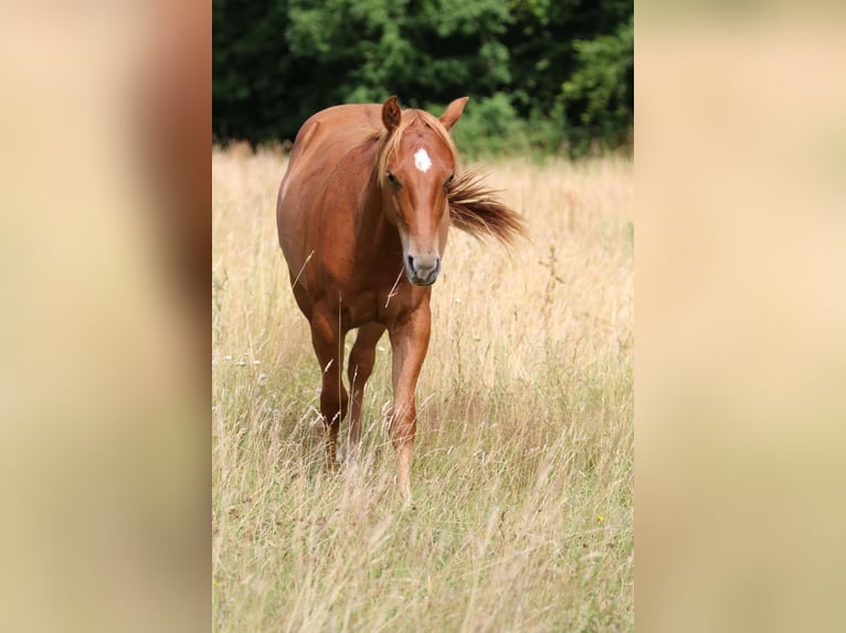 American Quarter Horse Stallone 2 Anni 152 cm Sauro in Elmenhorst-Lichtenhagen