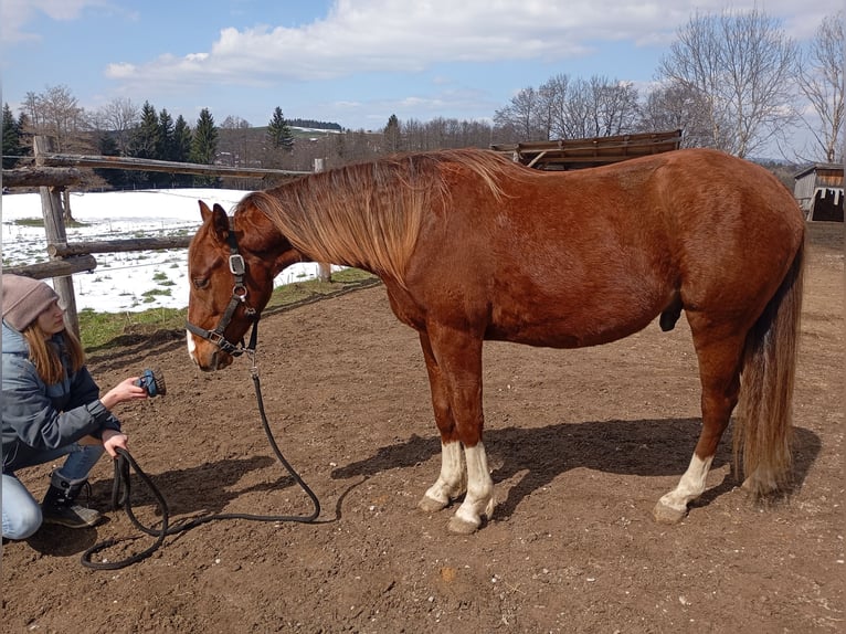 American Quarter Horse Stallone 2 Anni 152 cm Sauro in Bad Kohlgrub