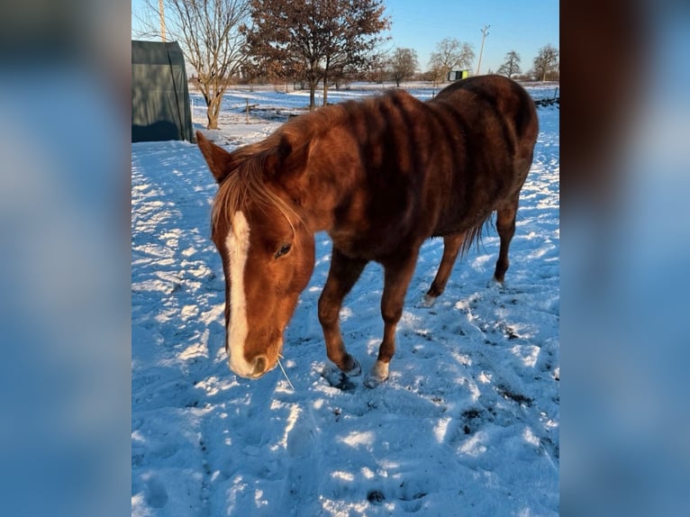 American Quarter Horse Stallone 2 Anni 152 cm Sauro in Straubenhardt
