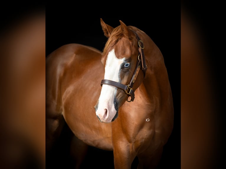 American Quarter Horse Stallone 2 Anni 152 cm Sauro in Eschenau