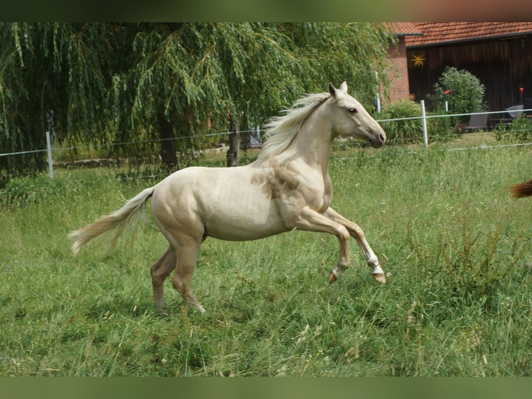 American Quarter Horse Stallone 2 Anni 153 cm Palomino in Linsburg