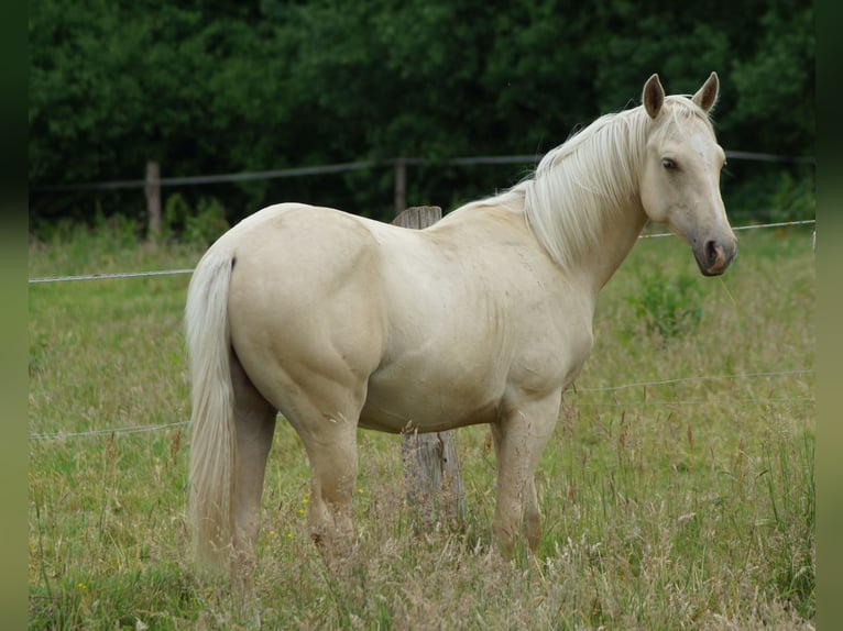 American Quarter Horse Stallone 2 Anni 153 cm Palomino in Linsburg