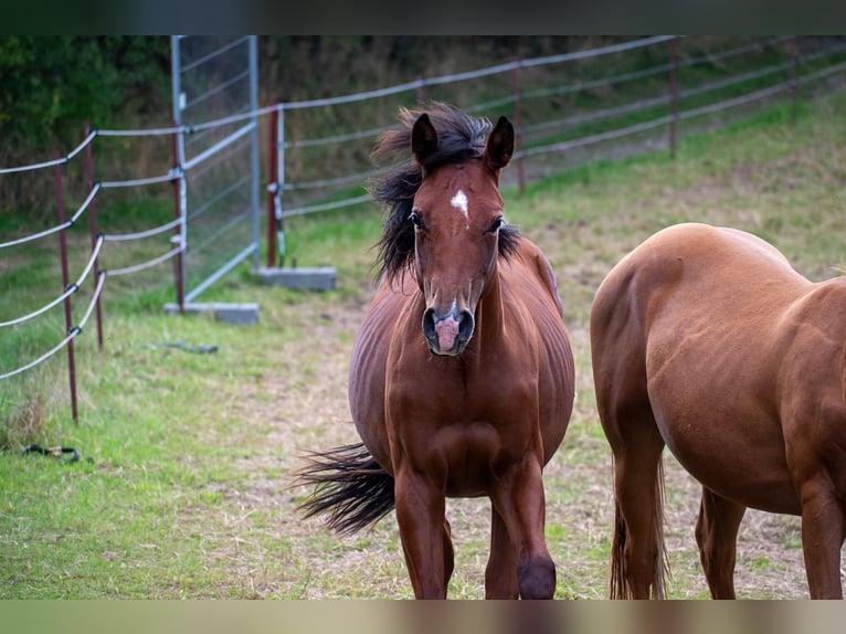 American Quarter Horse Stallone 2 Anni 155 cm Baio in Zeulenroda-Triebes