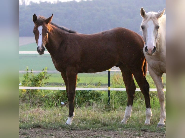 American Quarter Horse Stallone 2 Anni 155 cm Baio in Alfeld (Leine)