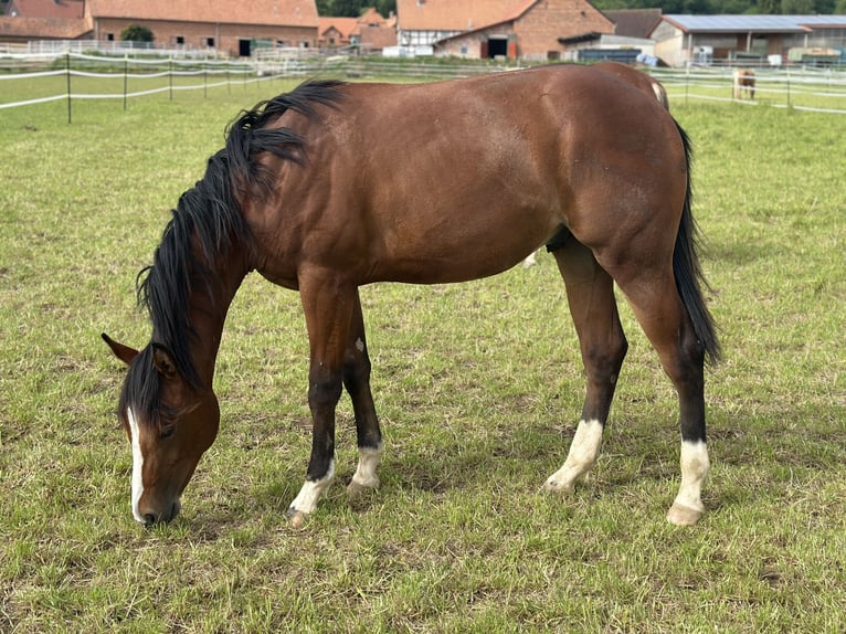 American Quarter Horse Stallone 2 Anni 155 cm Baio in Alfeld (Leine)