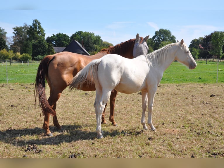 American Quarter Horse Stallone 2 Anni 158 cm Champagne in Bückeburg Evesen