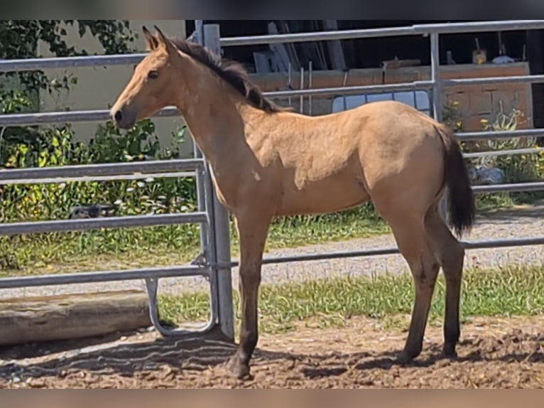 American Quarter Horse Stallone 2 Anni 158 cm Pelle di daino in Langenbach