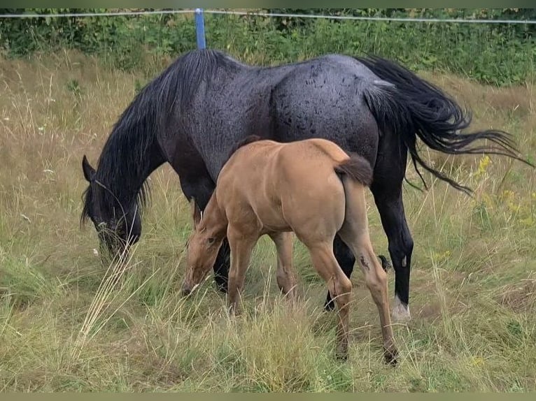 American Quarter Horse Stallone 2 Anni 159 cm Pelle di daino in Langenbach