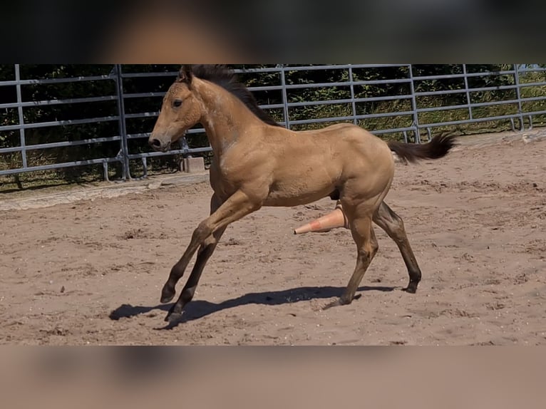 American Quarter Horse Stallone 2 Anni 159 cm Pelle di daino in Langenbach