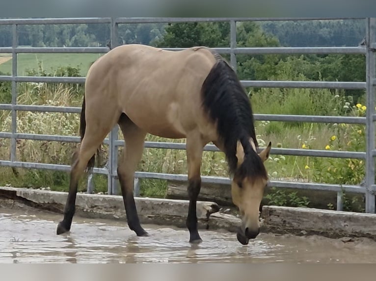 American Quarter Horse Stallone 2 Anni 159 cm Pelle di daino in Langenbach