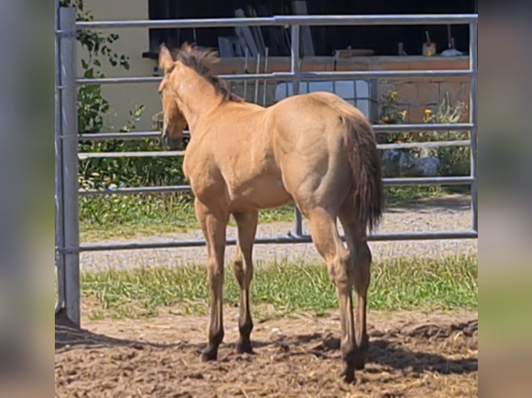 American Quarter Horse Stallone 2 Anni 159 cm Pelle di daino in Langenbach