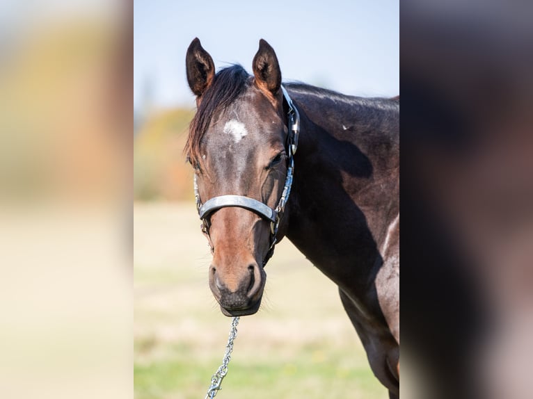 American Quarter Horse Stallone 2 Anni 165 cm Baio in Montigny Sur Avre