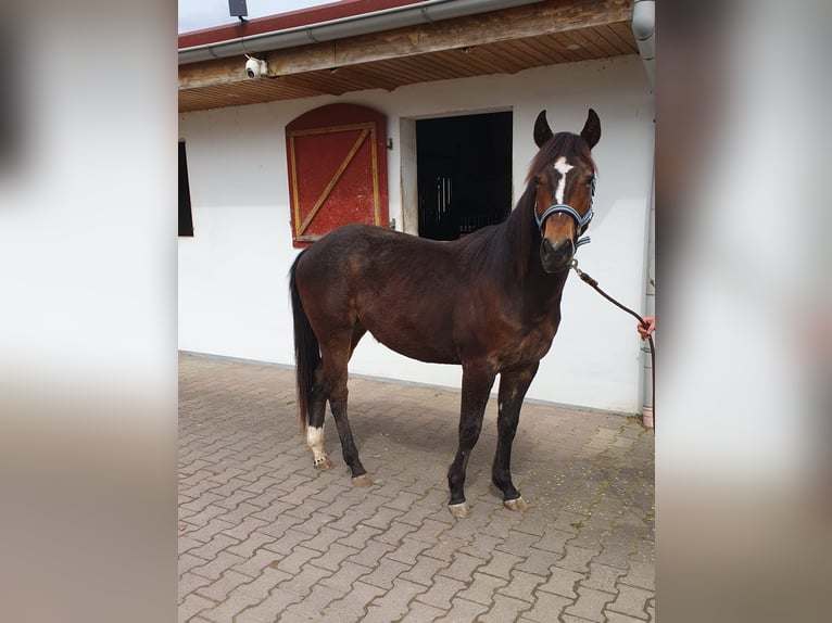 American Quarter Horse Stallone 2 Anni Baio in Hammersbach