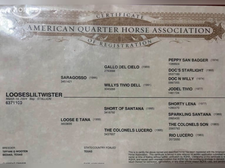 American Quarter Horse Stallone 2 Anni Baio ciliegia in Fleetwood