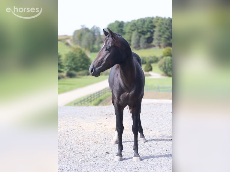 American Quarter Horse Stallone 2 Anni Baio ciliegia in Fleetwood