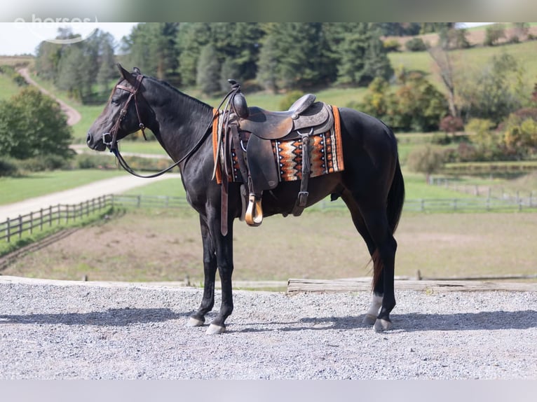 American Quarter Horse Stallone 2 Anni Baio ciliegia in Fleetwood