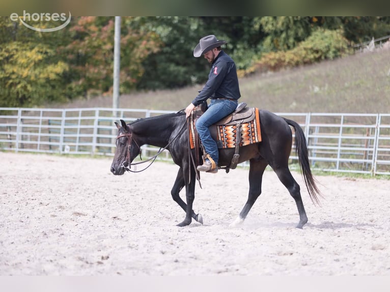 American Quarter Horse Stallone 2 Anni Baio ciliegia in Fleetwood