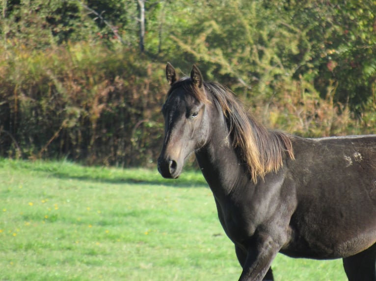 American Quarter Horse Stallone 2 Anni Baio nero in Ferrieres Sur Sichon